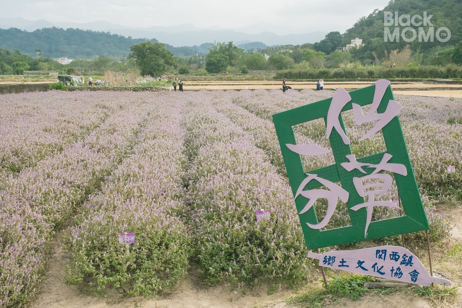 新竹關西一日遊|漫步石店子老街、嚐客家美食和沁涼仙草香 新竹關西一日遊
