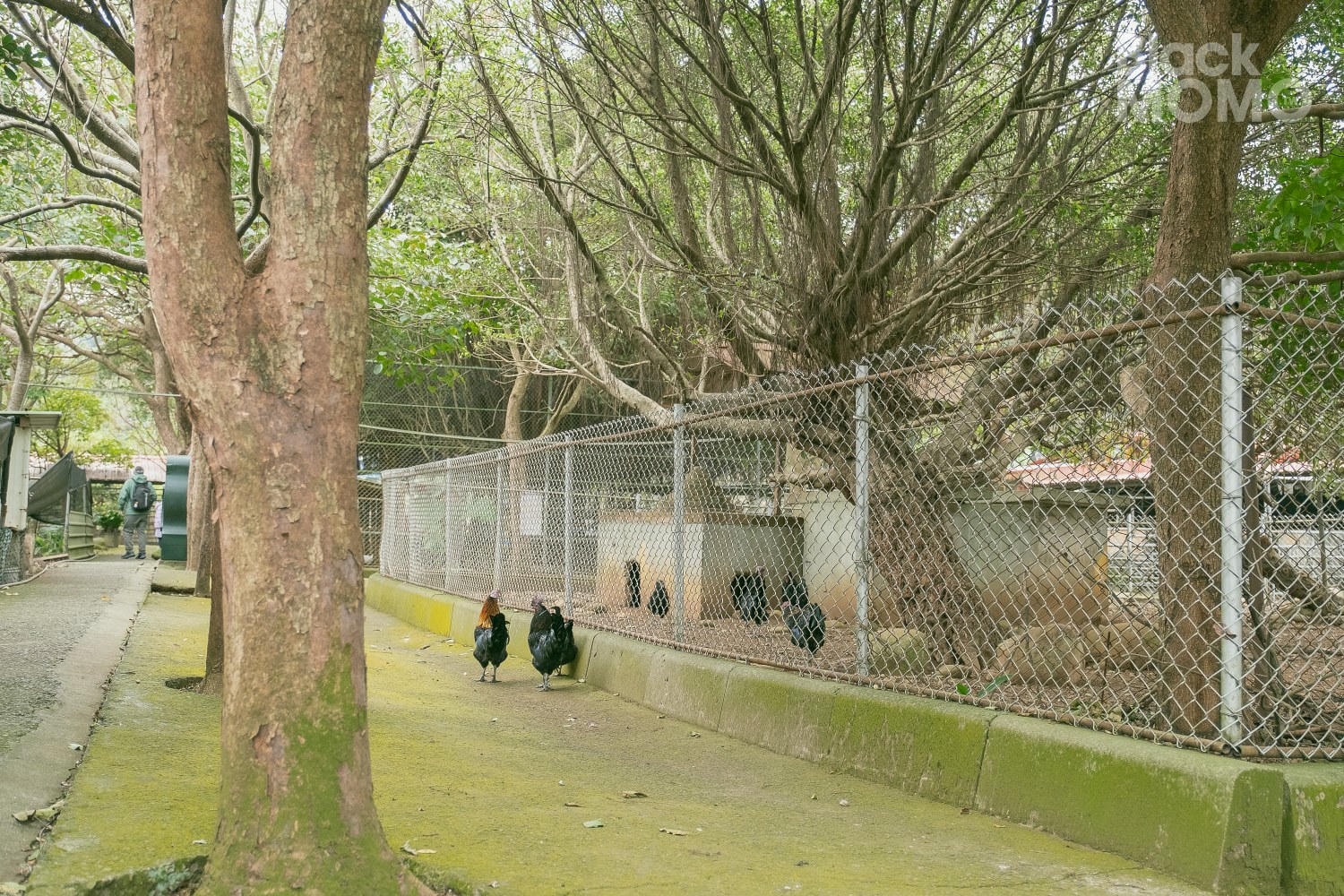 台灣山豬城