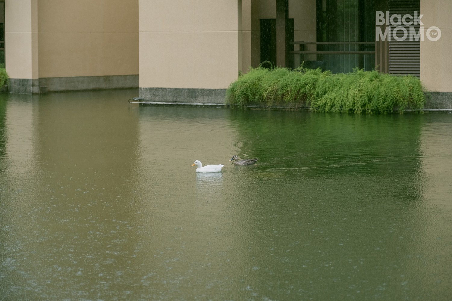 宜蘭住宿|宜蘭力麗威斯汀度假酒店・溫泉與綠意的慢活時光,一天一夜意猶未盡 宜蘭力麗威斯汀度假酒店