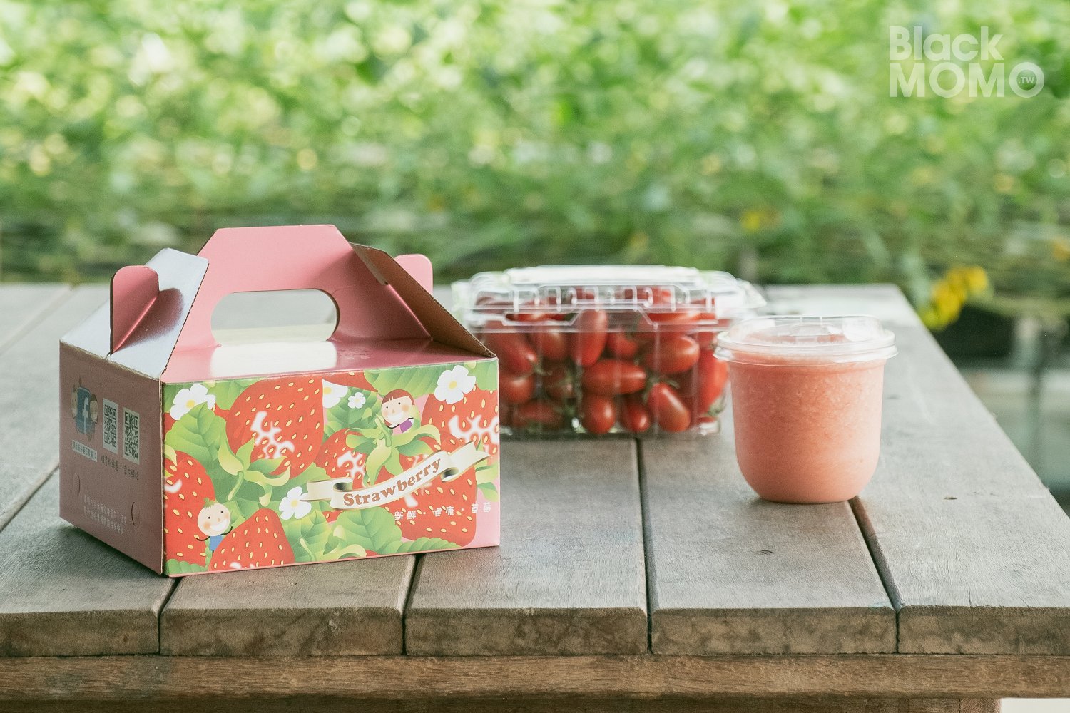 關西|高平番茄農場・溫室裡的無毒草莓與甜美番茄,親子採果的好去處 高平番茄農場