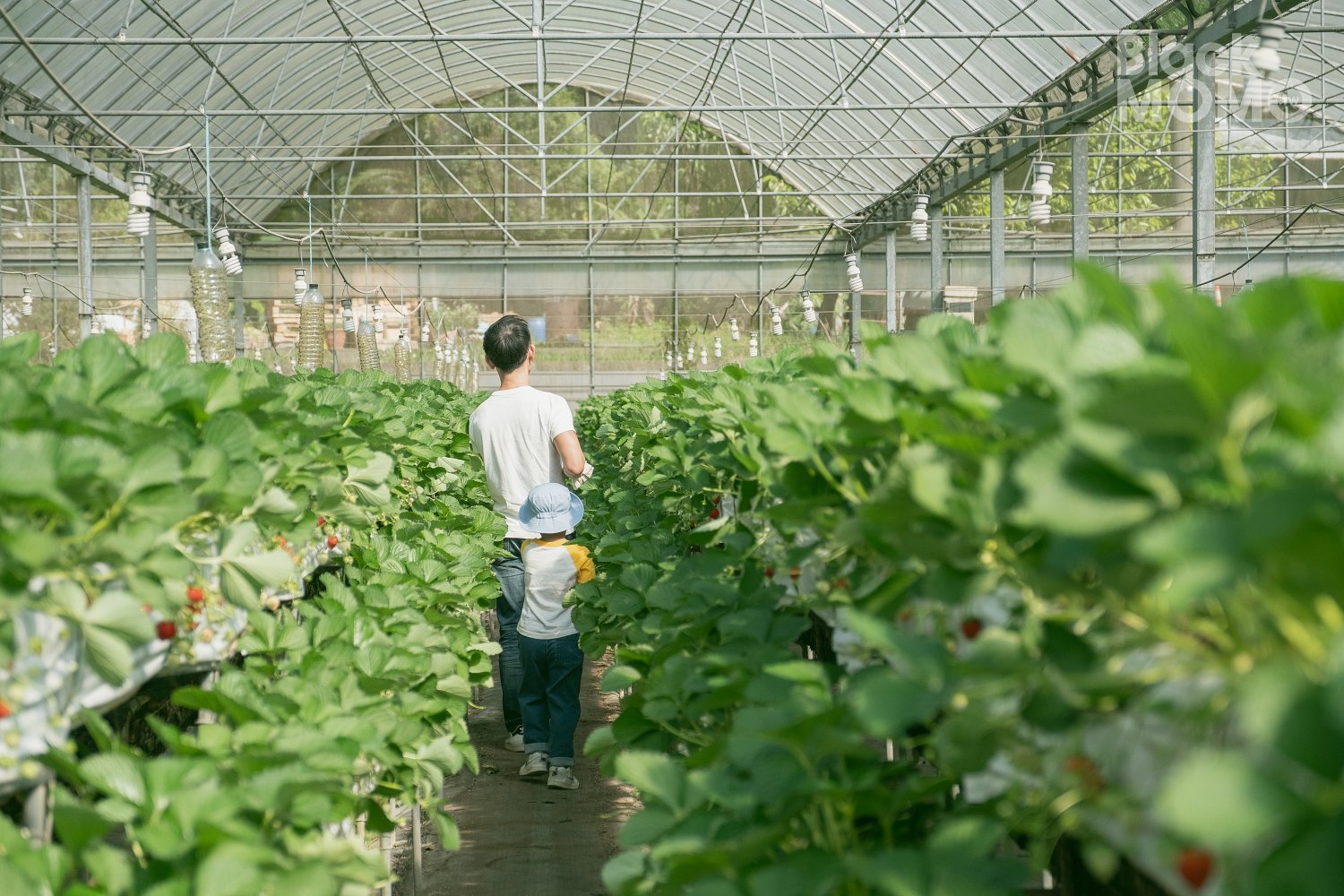 關西|高平番茄農場・溫室裡的無毒草莓與甜美番茄,親子採果的好去處 高平番茄農場