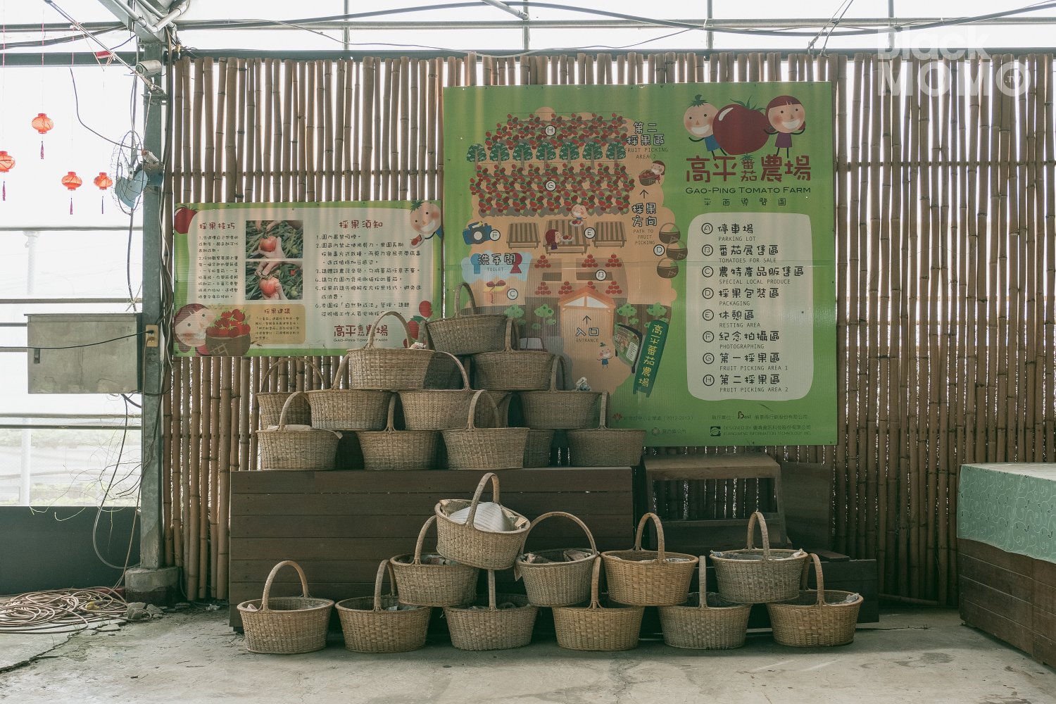 關西|高平番茄農場・溫室裡的無毒草莓與甜美番茄,親子採果的好去處 高平番茄農場