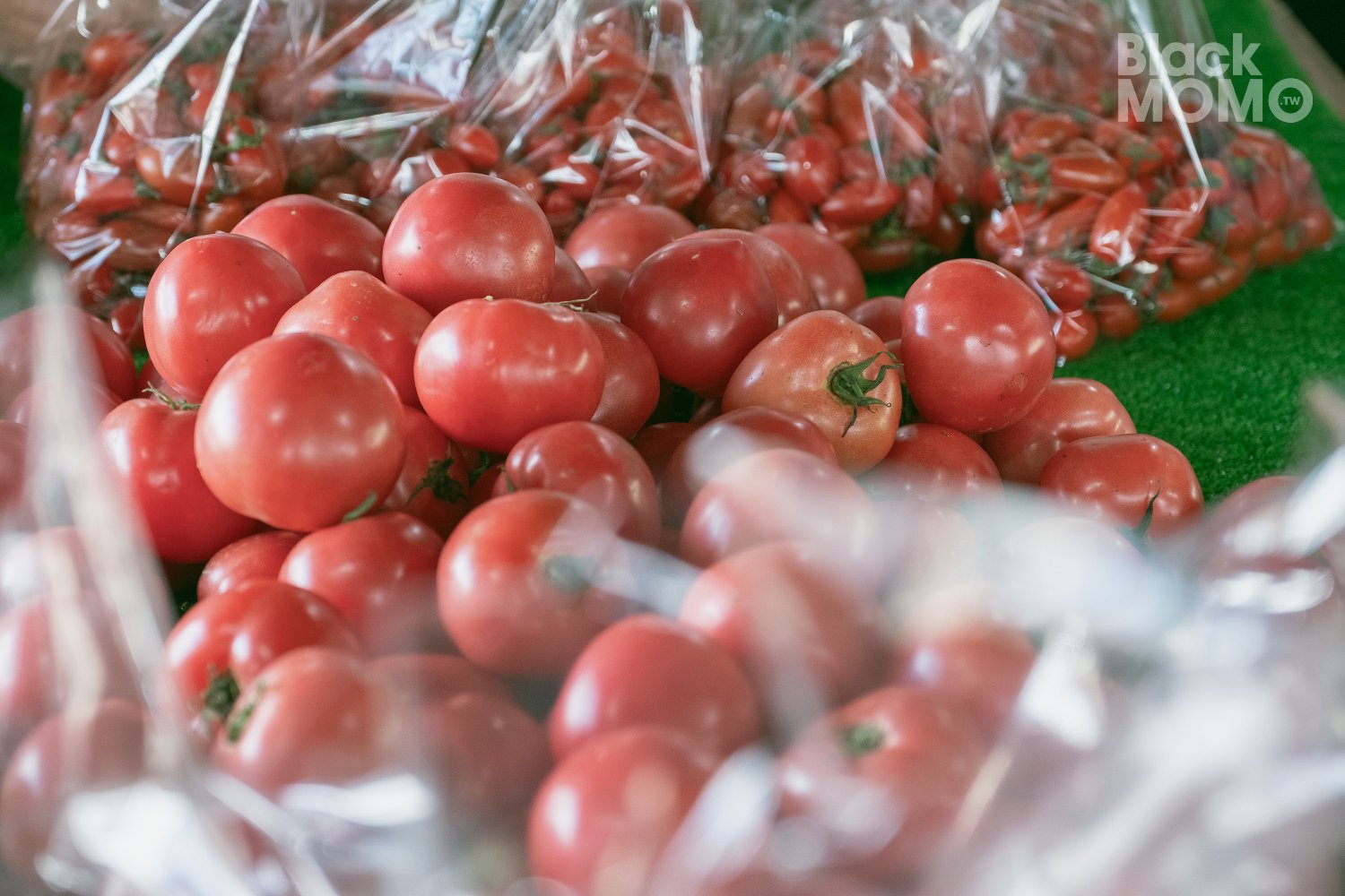 關西|高平番茄農場・溫室裡的無毒草莓與甜美番茄,親子採果的好去處 高平番茄農場