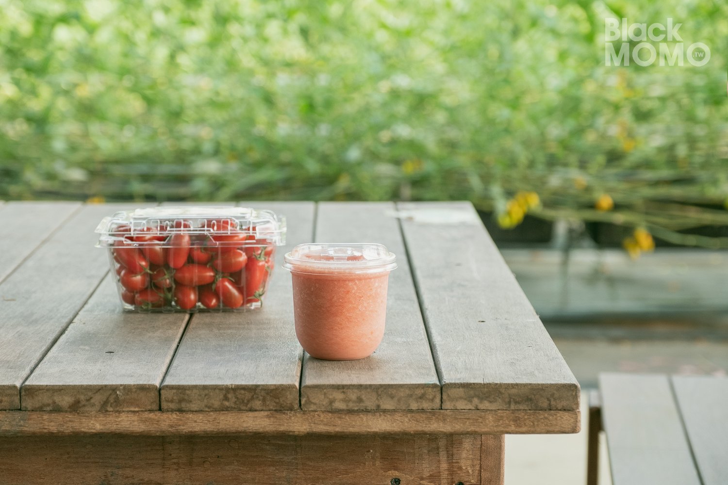 關西|高平番茄農場・溫室裡的無毒草莓與甜美番茄,親子採果的好去處 高平番茄農場