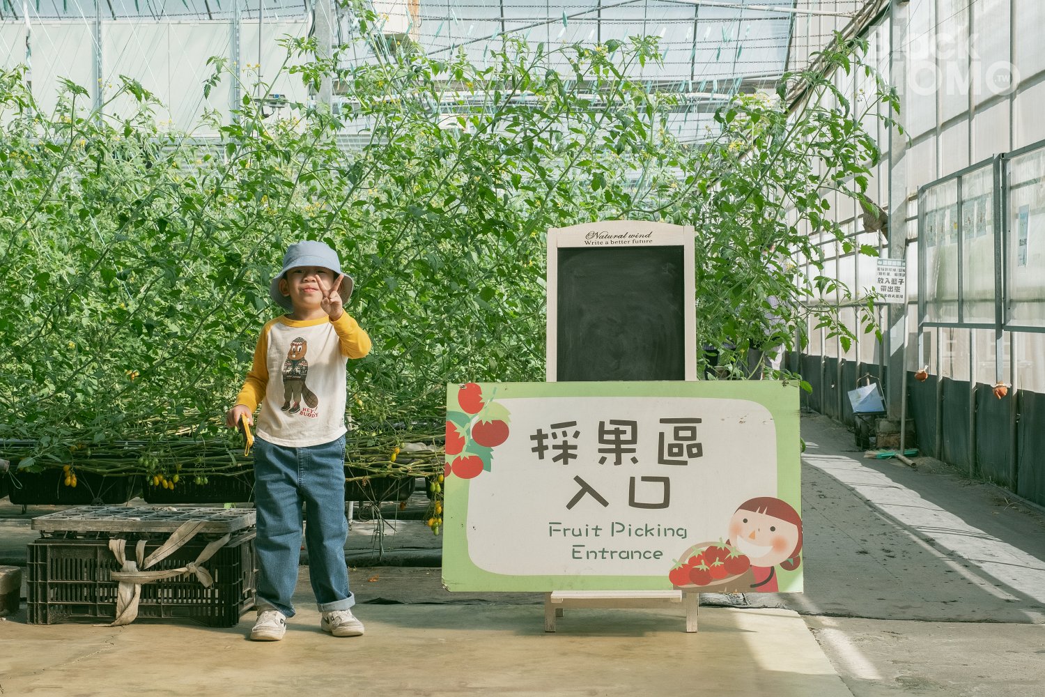 關西|高平番茄農場・溫室裡的無毒草莓與甜美番茄,親子採果的好去處 高平番茄農場