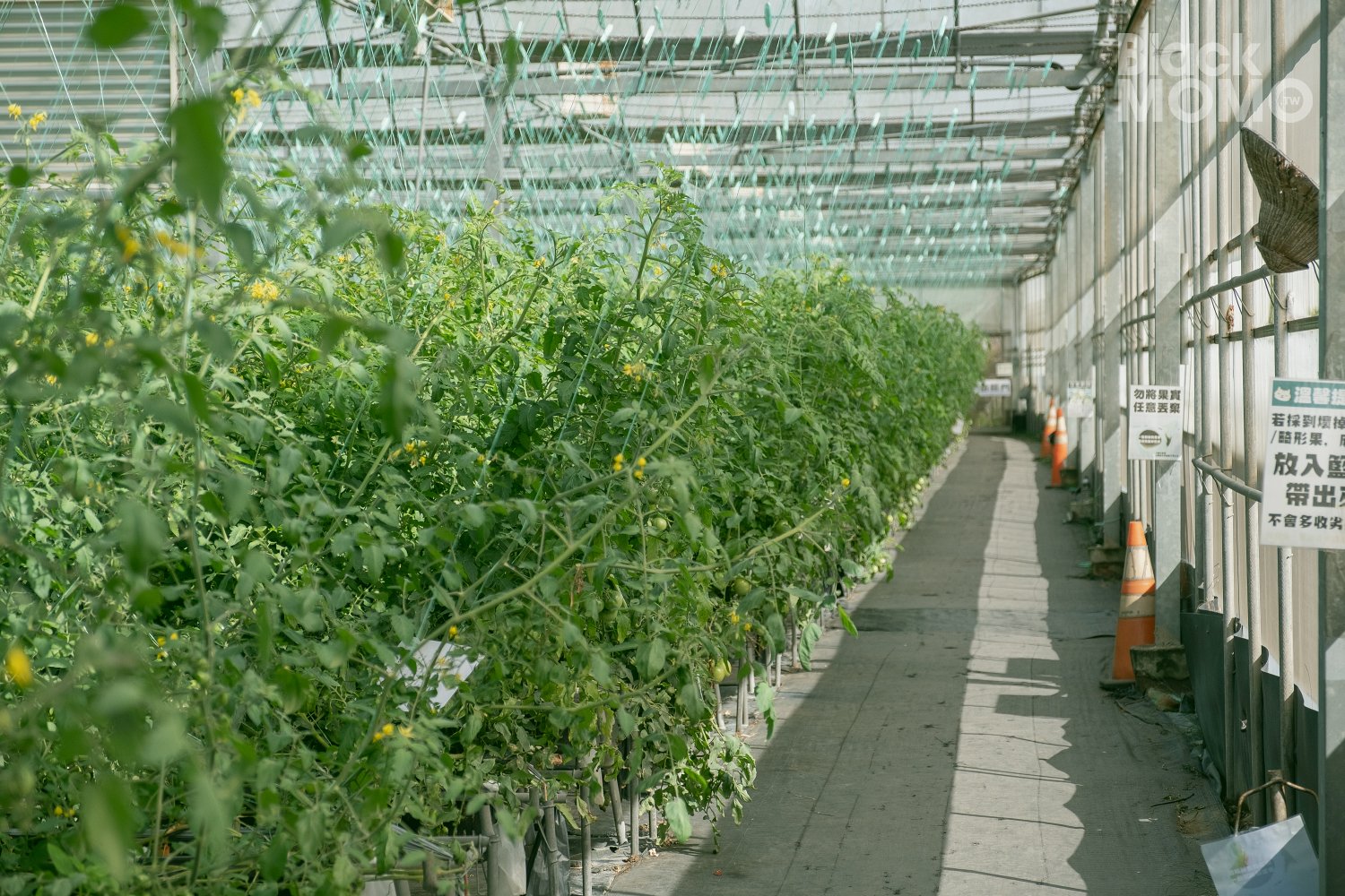 關西|高平番茄農場・溫室裡的無毒草莓與甜美番茄,親子採果的好去處 高平番茄農場