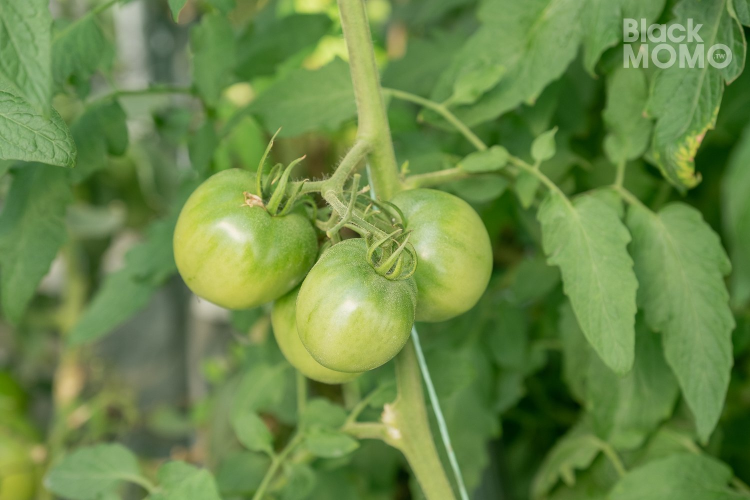 關西|高平番茄農場・溫室裡的無毒草莓與甜美番茄,親子採果的好去處 高平番茄農場