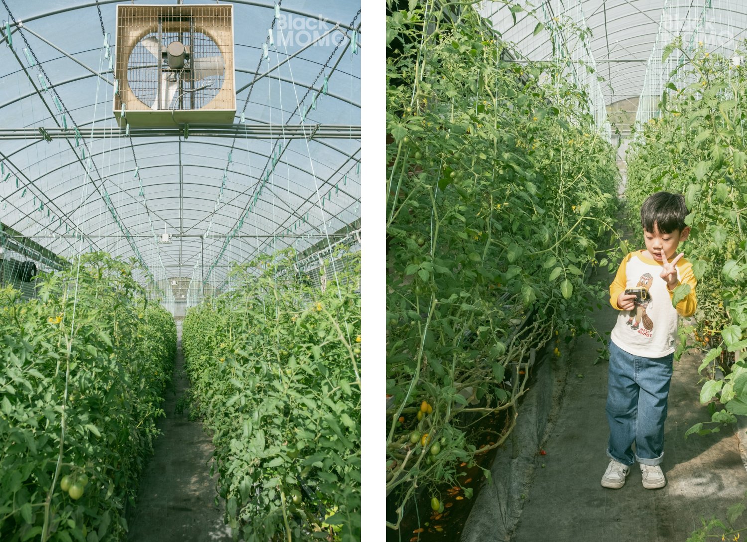 關西|高平番茄農場・溫室裡的無毒草莓與甜美番茄,親子採果的好去處 高平番茄農場