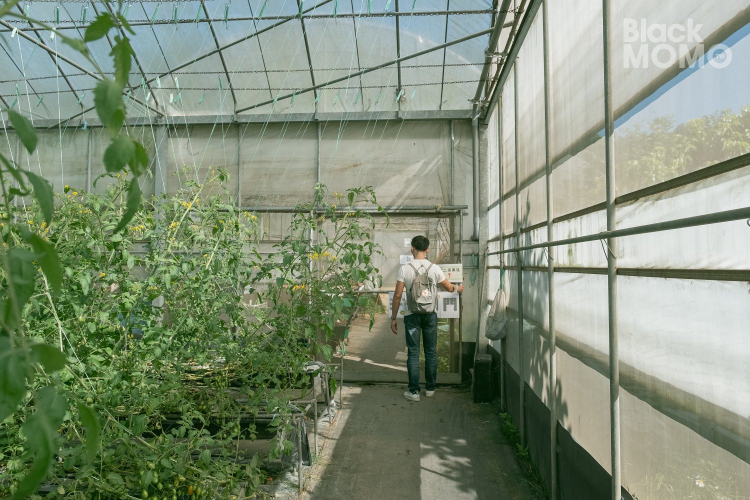 關西|高平番茄農場・溫室裡的無毒草莓與甜美番茄,親子採果的好去處 高平番茄農場
