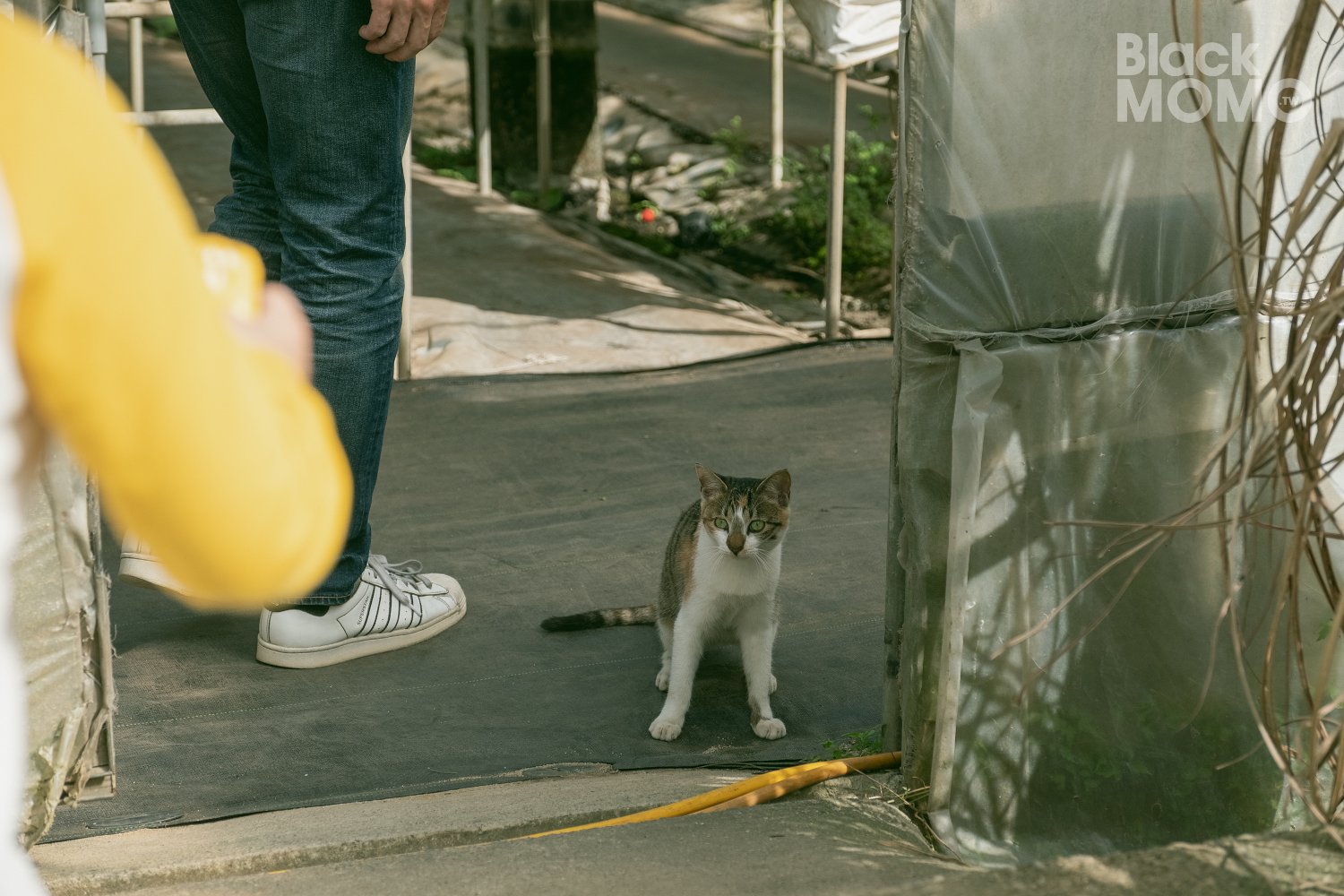 關西|高平番茄農場・溫室裡的無毒草莓與甜美番茄,親子採果的好去處 高平番茄農場