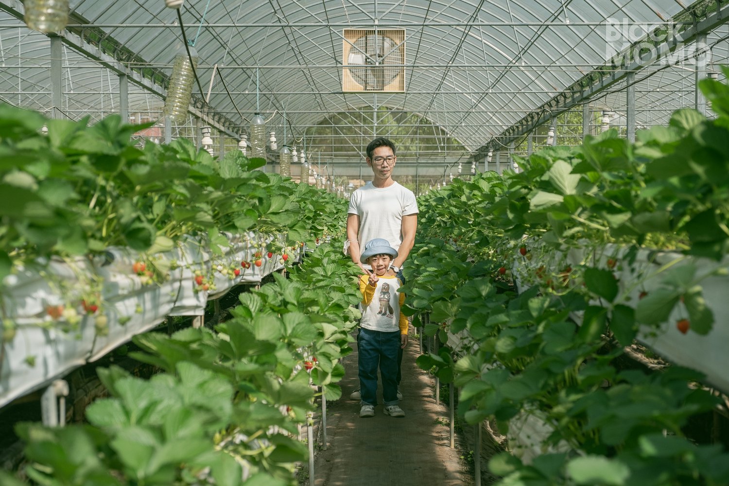 關西|高平番茄農場・溫室裡的無毒草莓與甜美番茄,親子採果的好去處 高平番茄農場