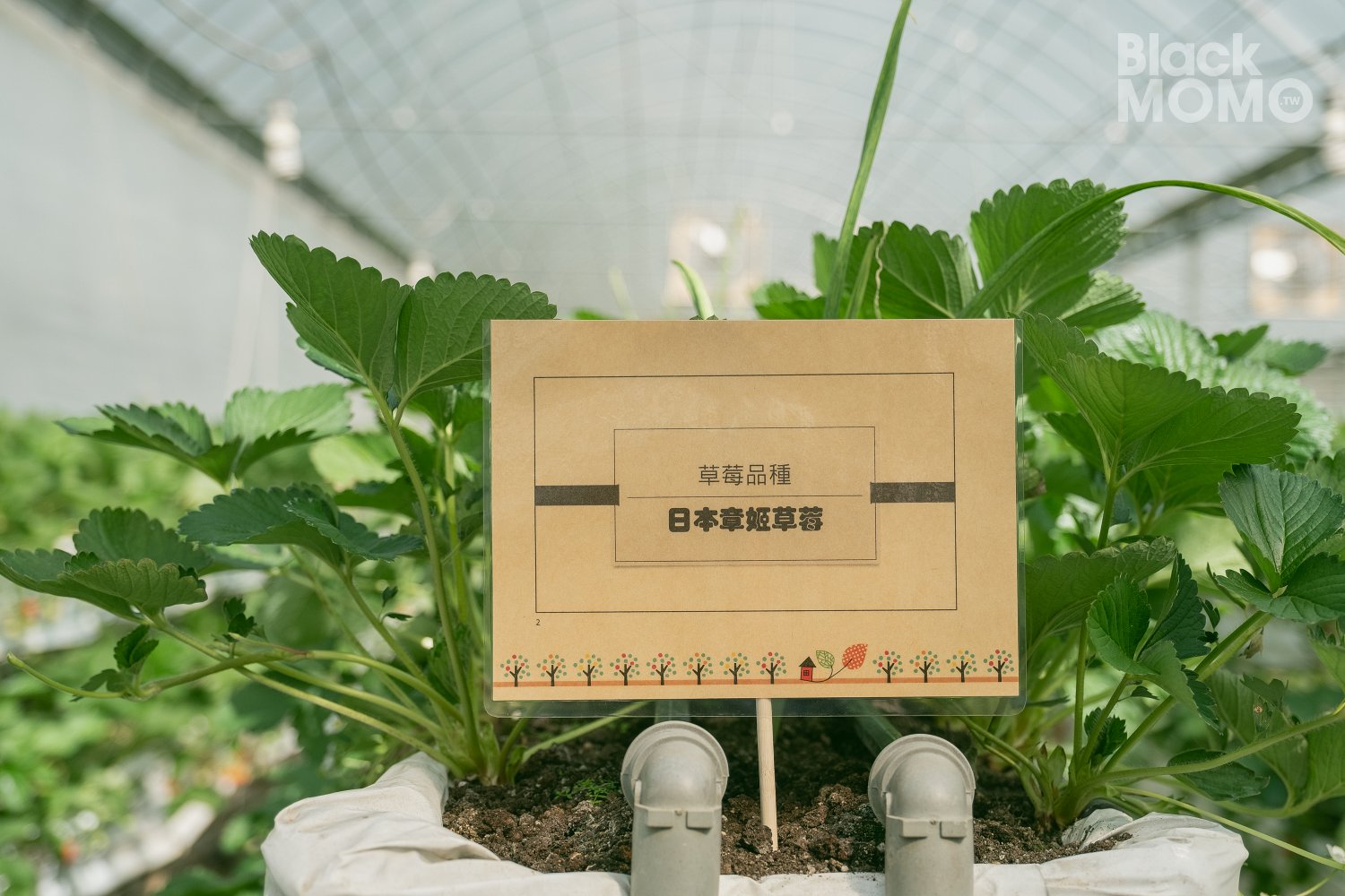 關西|高平番茄農場・溫室裡的無毒草莓與甜美番茄,親子採果的好去處 高平番茄農場