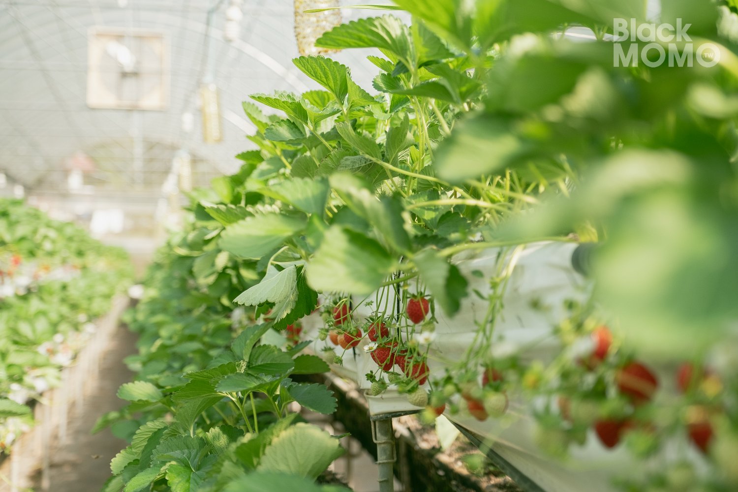 關西|高平番茄農場・溫室裡的無毒草莓與甜美番茄,親子採果的好去處 高平番茄農場