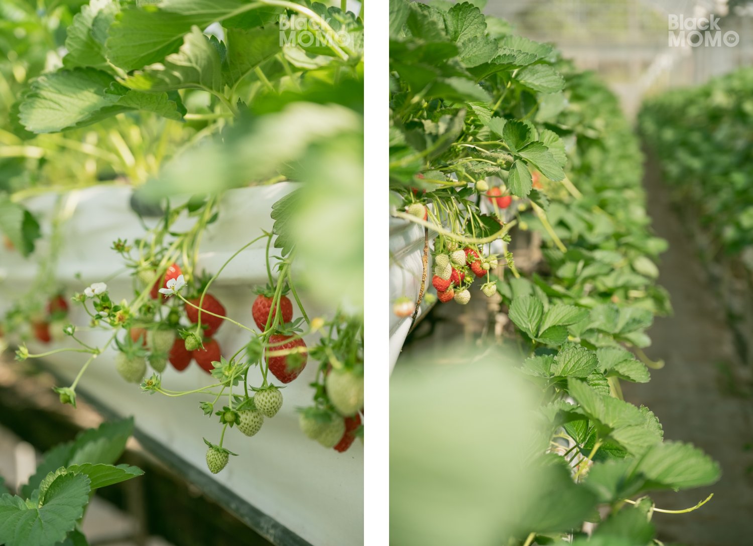 關西|高平番茄農場・溫室裡的無毒草莓與甜美番茄,親子採果的好去處 高平番茄農場
