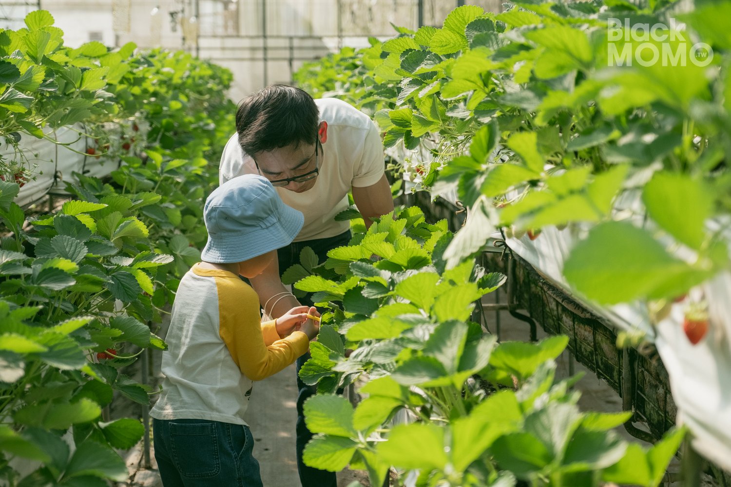 關西|高平番茄農場・溫室裡的無毒草莓與甜美番茄,親子採果的好去處 高平番茄農場