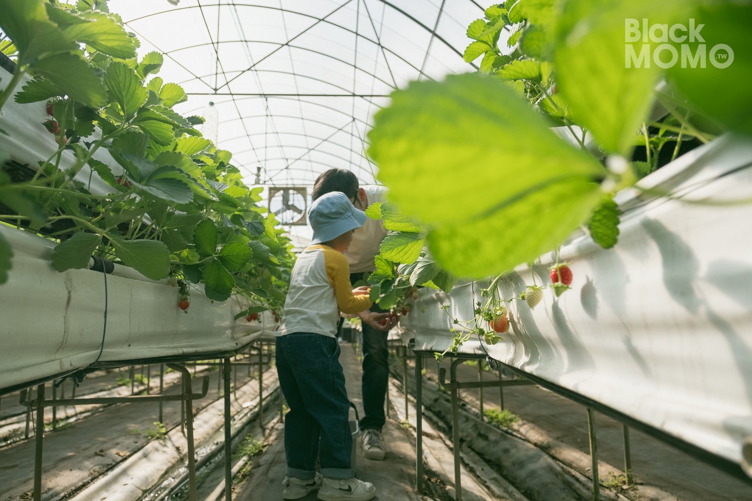 關西|高平番茄農場・溫室裡的無毒草莓與甜美番茄,親子採果的好去處 高平番茄農場