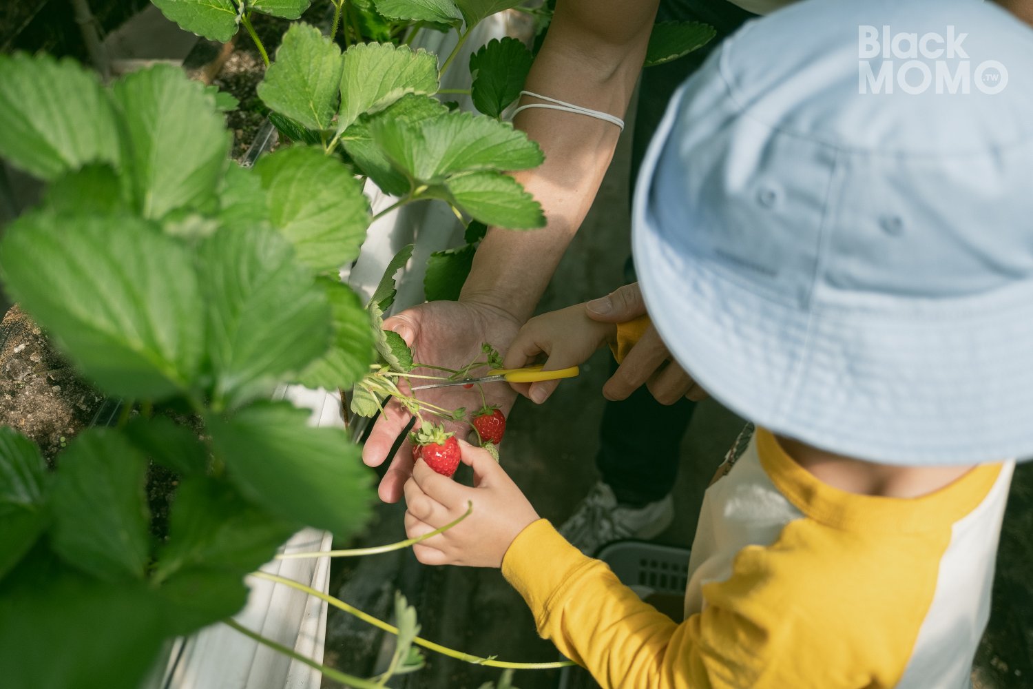 關西|高平番茄農場・溫室裡的無毒草莓與甜美番茄,親子採果的好去處 高平番茄農場