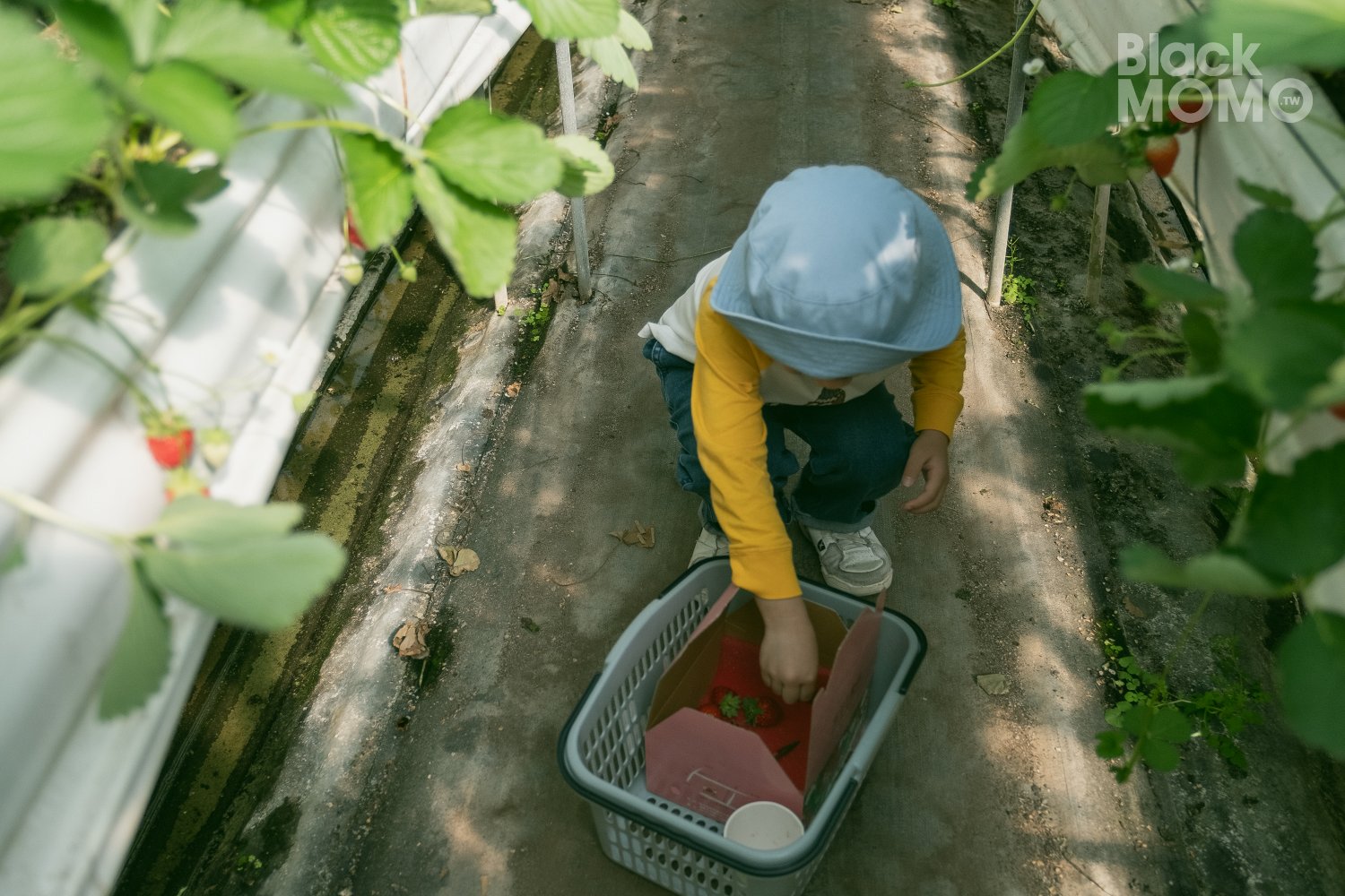 關西|高平番茄農場・溫室裡的無毒草莓與甜美番茄,親子採果的好去處 高平番茄農場