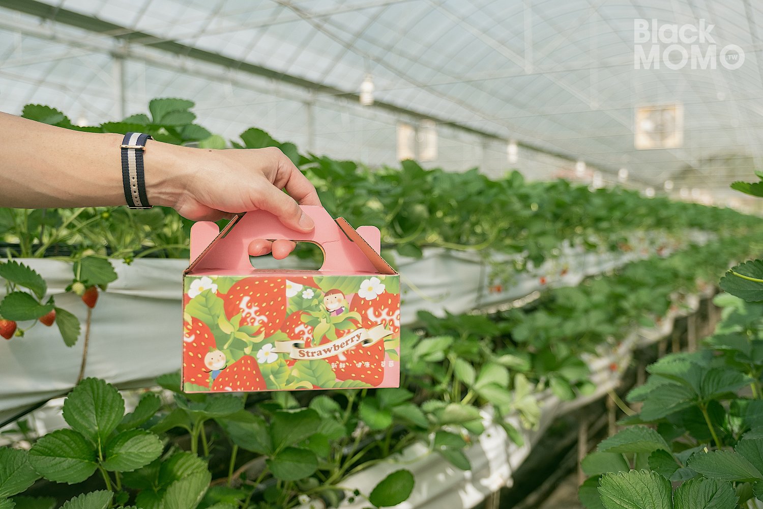 關西|高平番茄農場・溫室裡的無毒草莓與甜美番茄,親子採果的好去處 高平番茄農場
