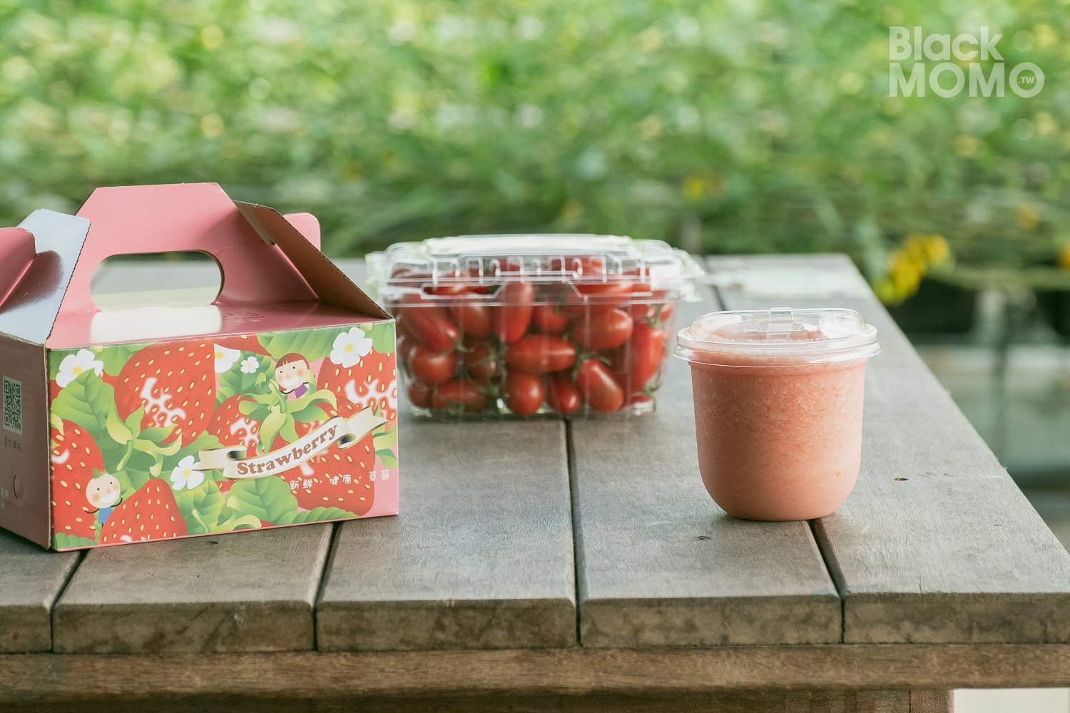 關西|高平番茄農場・溫室裡的無毒草莓與甜美番茄,親子採果的好去處 高平番茄農場