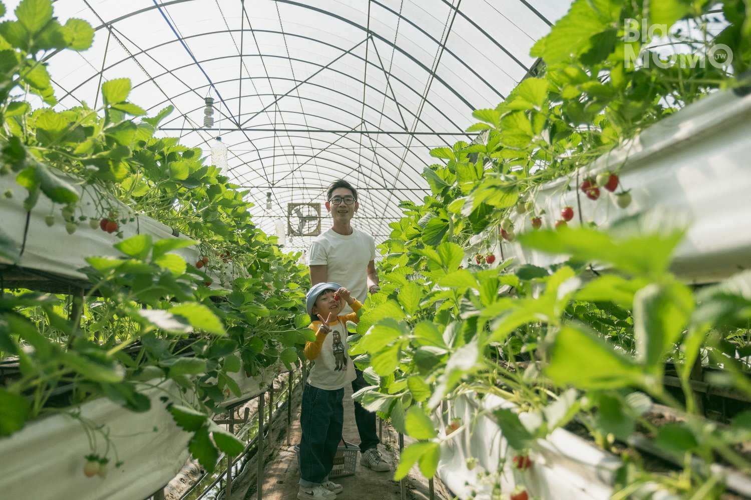 關西|高平番茄農場・溫室裡的無毒草莓與甜美番茄,親子採果的好去處 高平番茄農場