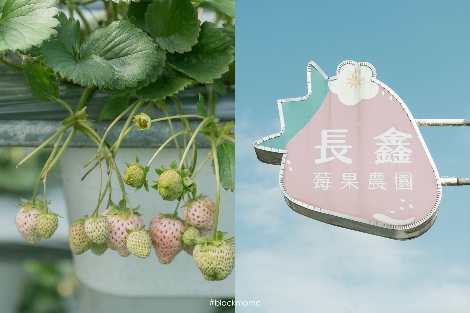長鑫莓果農園