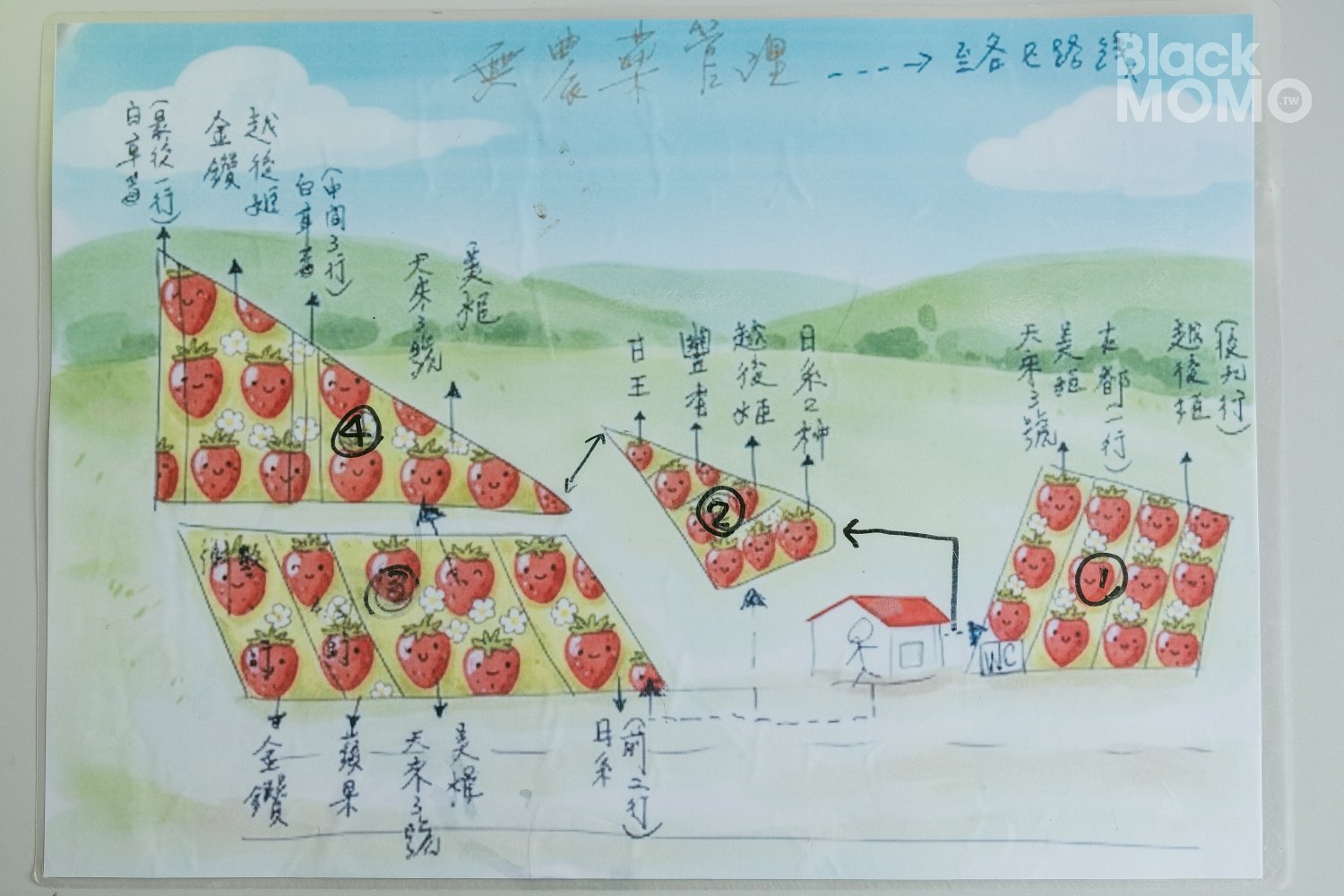 關西|長鑫莓果農園・十多種草莓品種齊聚,一次嚐到不同草莓風味 長鑫莓果農園
