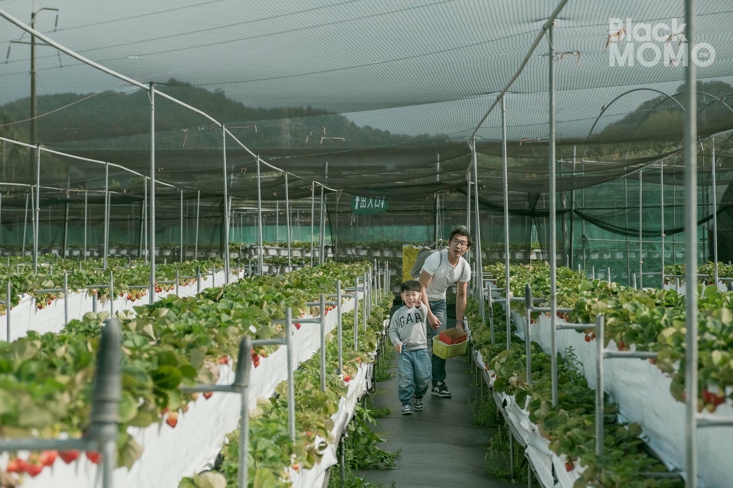 關西|長鑫莓果農園・十多種草莓品種齊聚,一次嚐到不同草莓風味 長鑫莓果農園