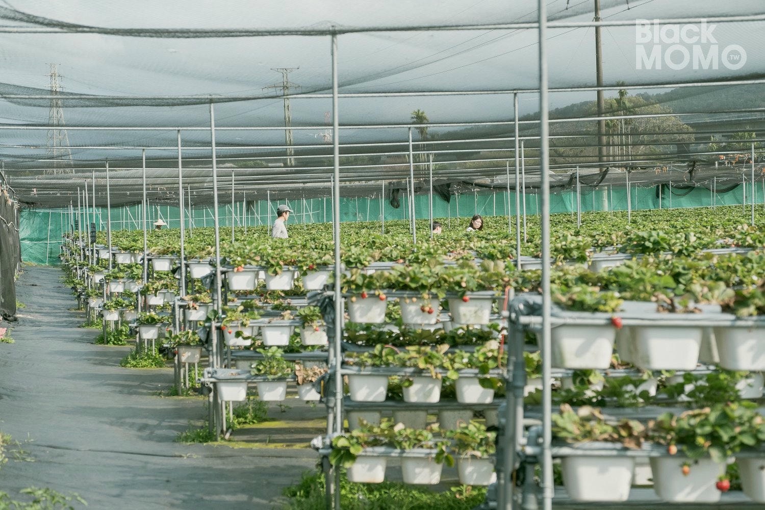 關西|長鑫莓果農園・十多種草莓品種齊聚,一次嚐到不同草莓風味 長鑫莓果農園