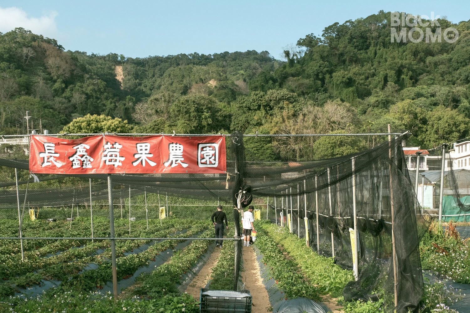 關西|長鑫莓果農園・十多種草莓品種齊聚,一次嚐到不同草莓風味 長鑫莓果農園