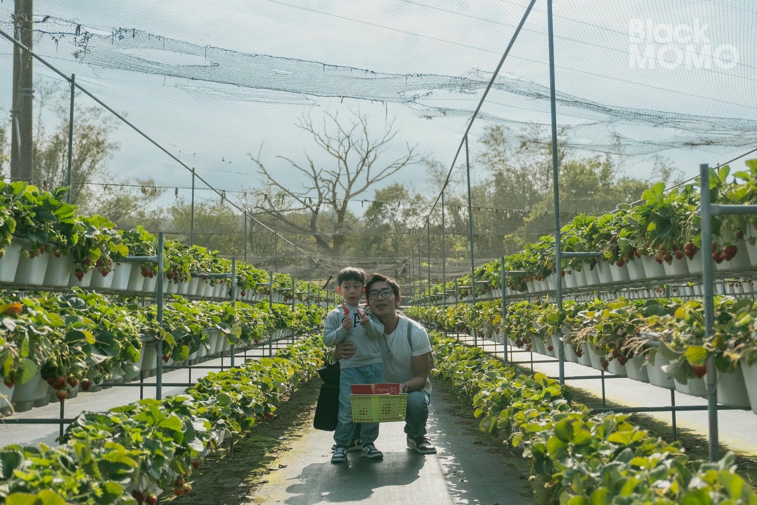 關西|長鑫莓果農園・十多種草莓品種齊聚,一次嚐到不同草莓風味 長鑫莓果農園