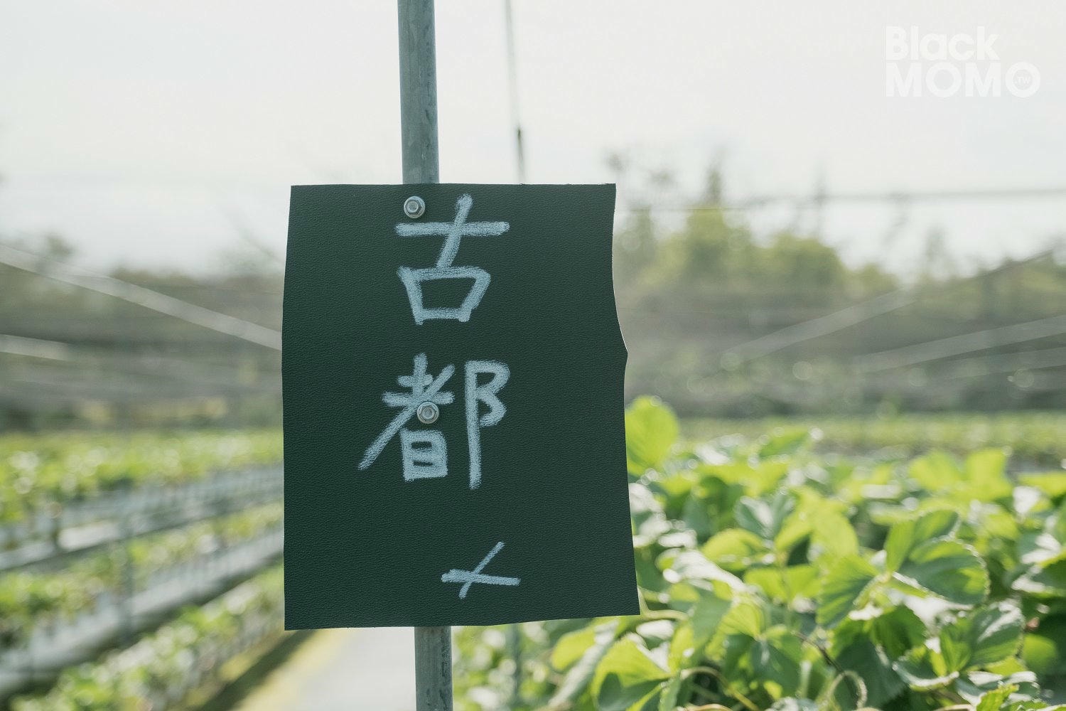 關西|長鑫莓果農園・十多種草莓品種齊聚,一次嚐到不同草莓風味 長鑫莓果農園