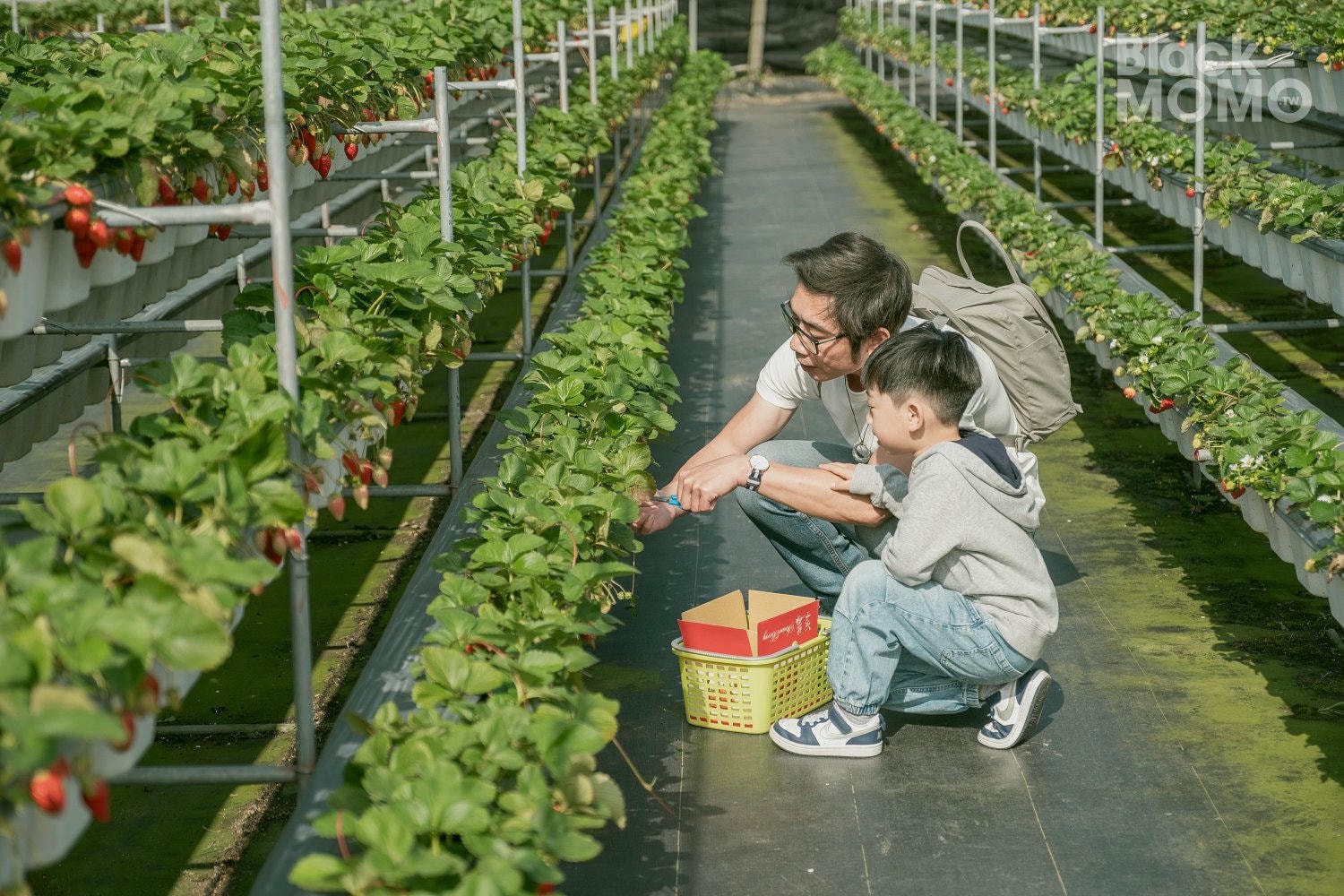 關西|長鑫莓果農園・十多種草莓品種齊聚,一次嚐到不同草莓風味 長鑫莓果農園