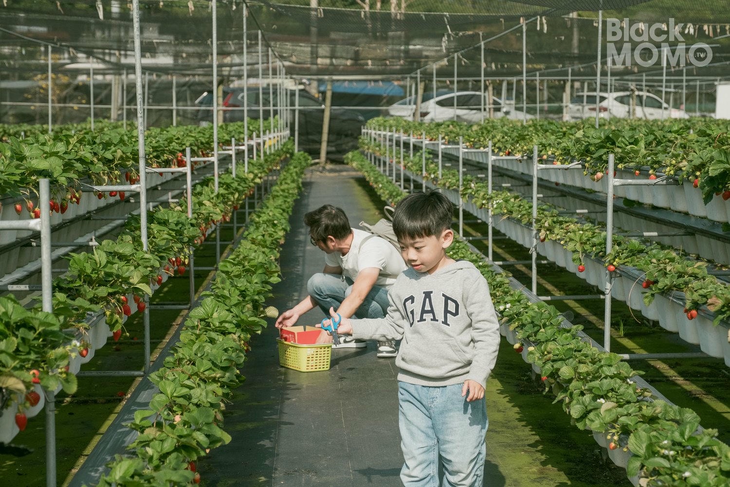 關西|長鑫莓果農園・十多種草莓品種齊聚,一次嚐到不同草莓風味 長鑫莓果農園