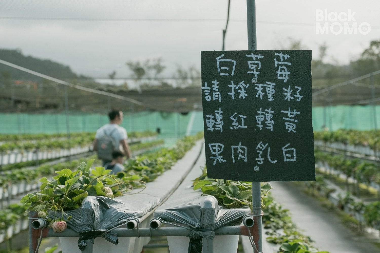 關西|長鑫莓果農園・十多種草莓品種齊聚,一次嚐到不同草莓風味 長鑫莓果農園