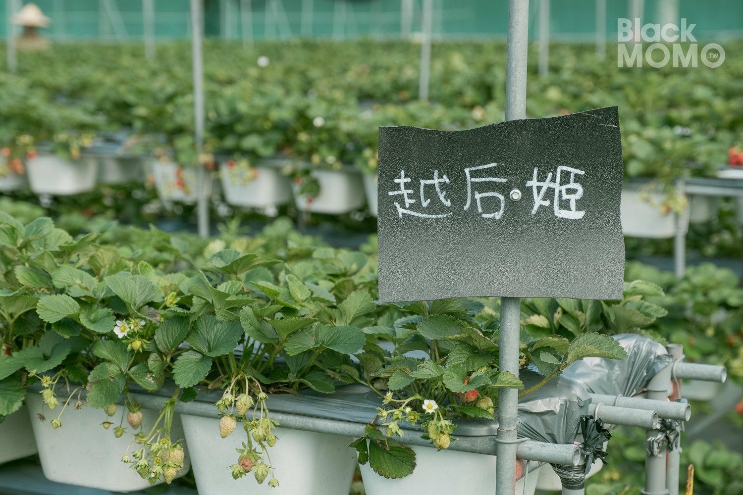 關西|長鑫莓果農園・十多種草莓品種齊聚,一次嚐到不同草莓風味 長鑫莓果農園