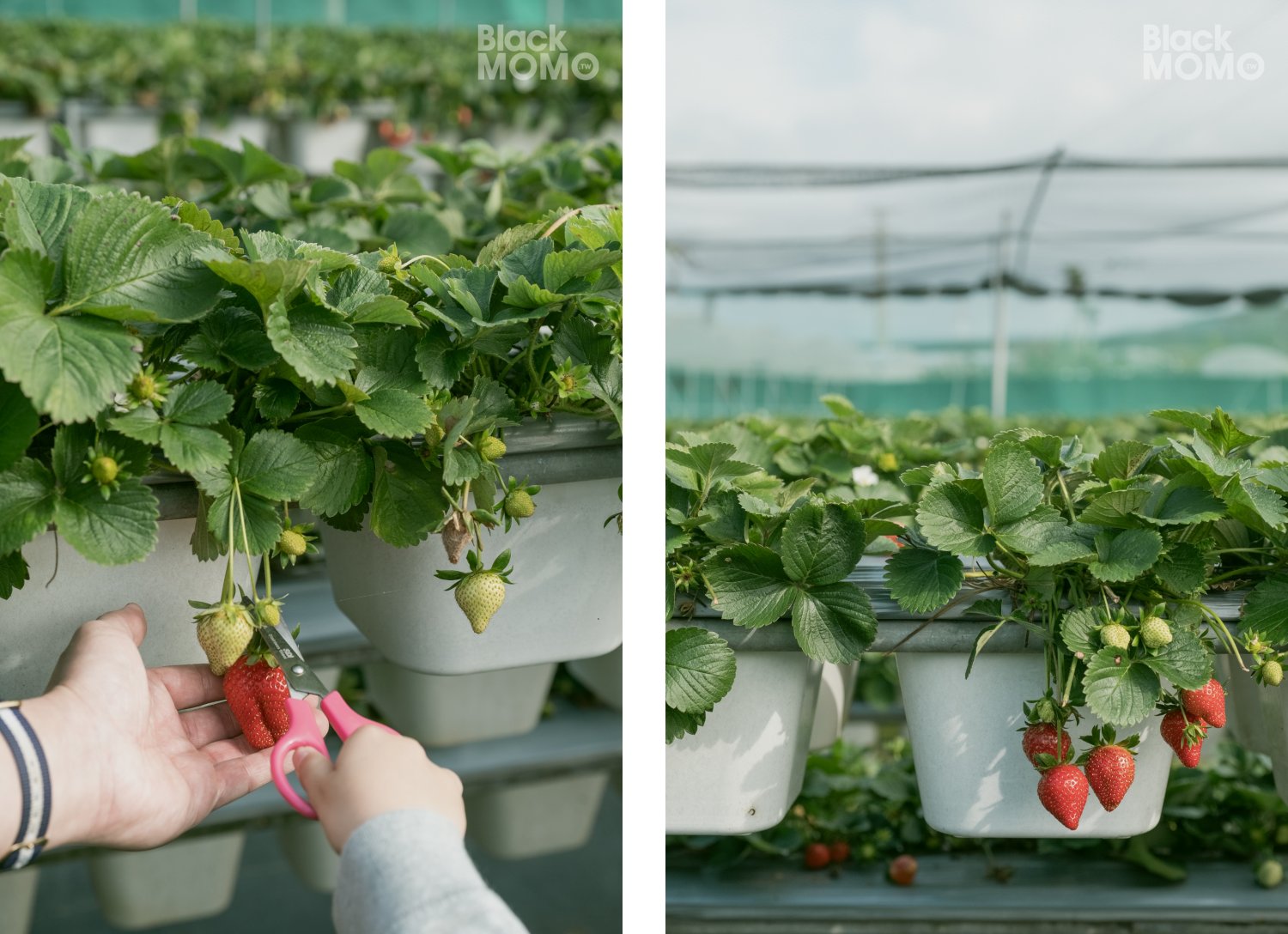 關西|長鑫莓果農園・十多種草莓品種齊聚,一次嚐到不同草莓風味 長鑫莓果農園