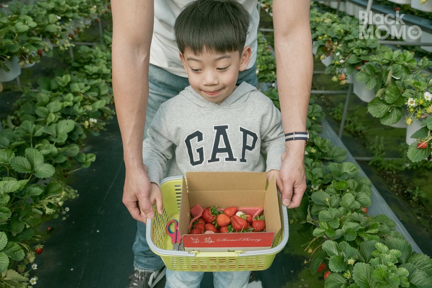 關西|長鑫莓果農園・十多種草莓品種齊聚,一次嚐到不同草莓風味 長鑫莓果農園