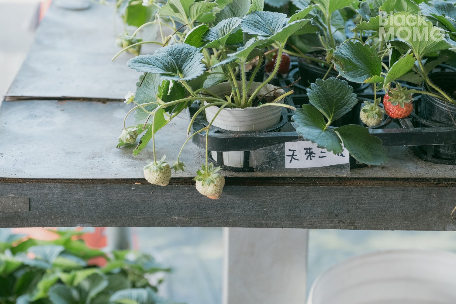 關西|長鑫莓果農園・十多種草莓品種齊聚,一次嚐到不同草莓風味 長鑫莓果農園