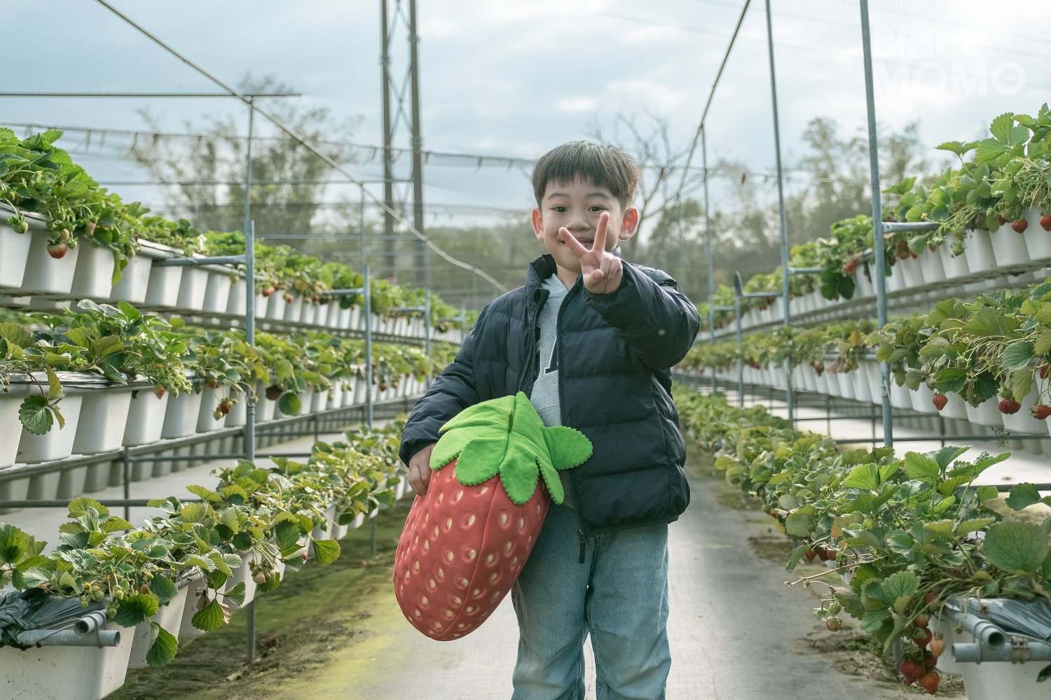 關西|長鑫莓果農園・十多種草莓品種齊聚,一次嚐到不同草莓風味 長鑫莓果農園