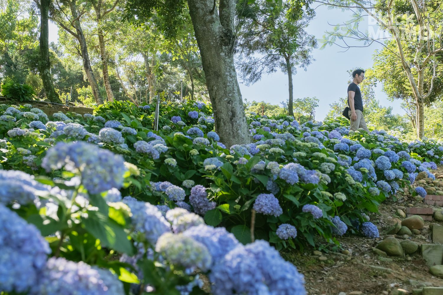 穧粑崠咖啡農場