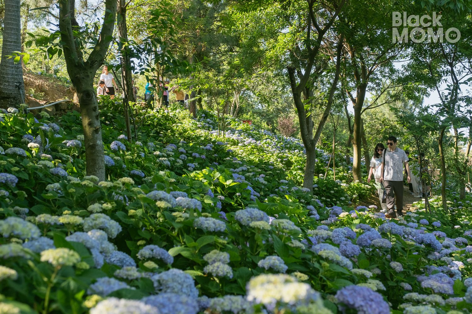穧粑崠咖啡農場